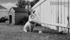 Frankenweenie-Entertainment-Weekly-Movie-Picture-03-140x80  