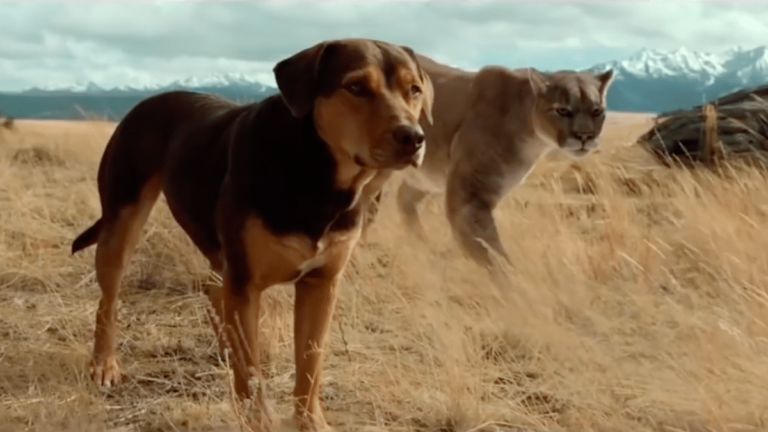 L Incroyable Aventure De Bella Netflix Un trailer pour L'Incroyable aventure de Bella - Eklecty-City
